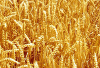 Оренбургская пшеница